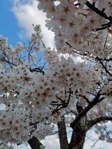 IMG_20190408_094040